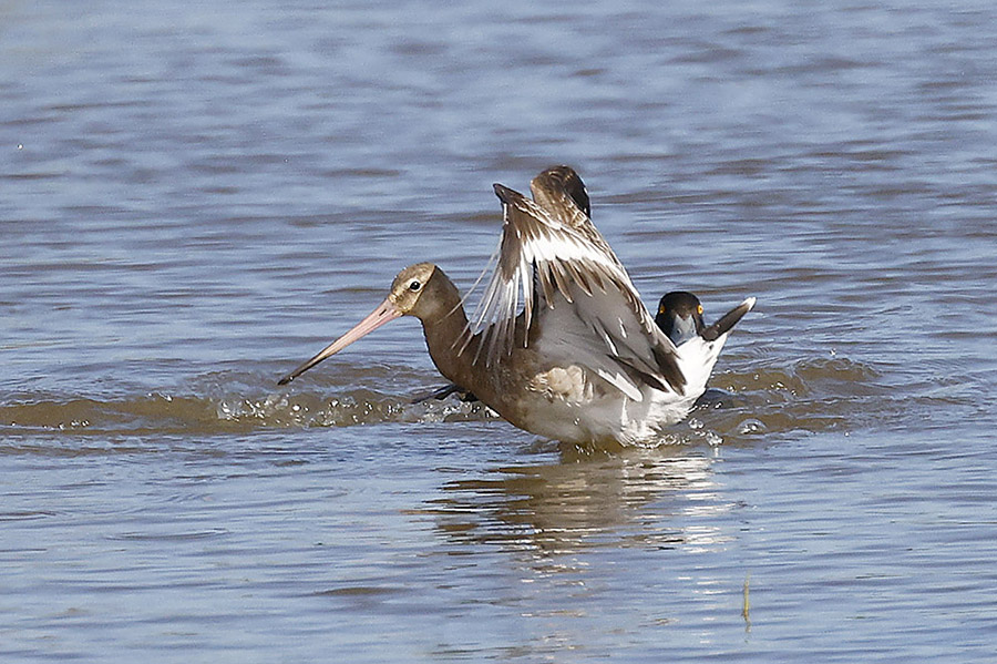 Black tailed Godwit by Mick Dryden