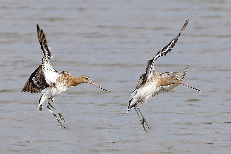 Black tailed Godwit by Mick Dryden