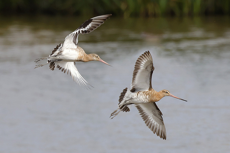 Black tailed Godwit by Mick Dryden