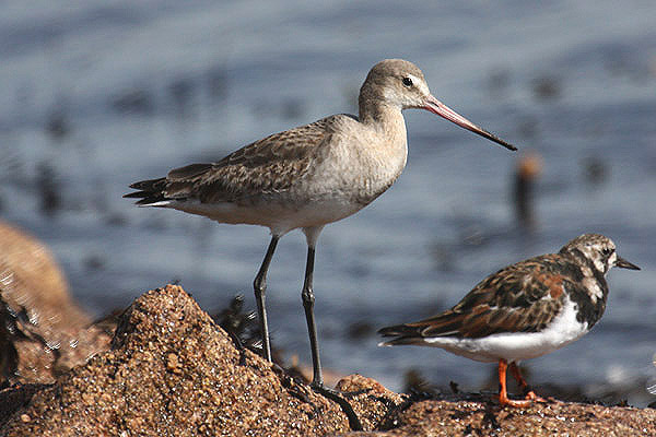 Black-tailed Godwit by Mick Dryden