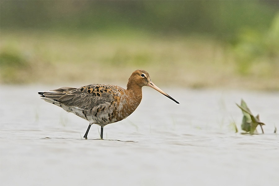 Black tailed Godwit by Romano da Costa