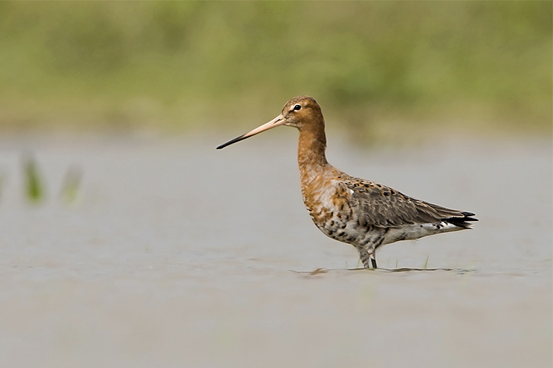 Black tailed Godwit by Romano da Costa