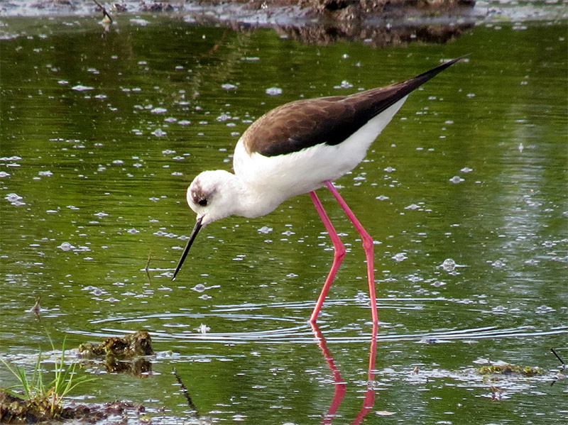 Black-winged Stilt by Alan Gicquel