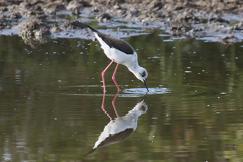 Black-winged Stilt by Mick Dryden