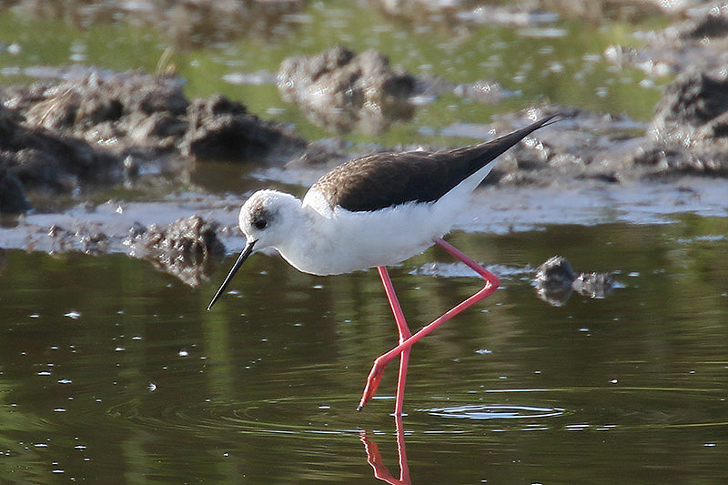 Black-winged Stilt by Mick Dryden