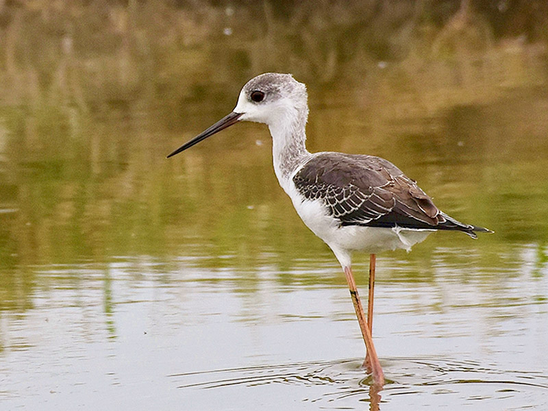 Black winged Stilt by Alan Gicquel