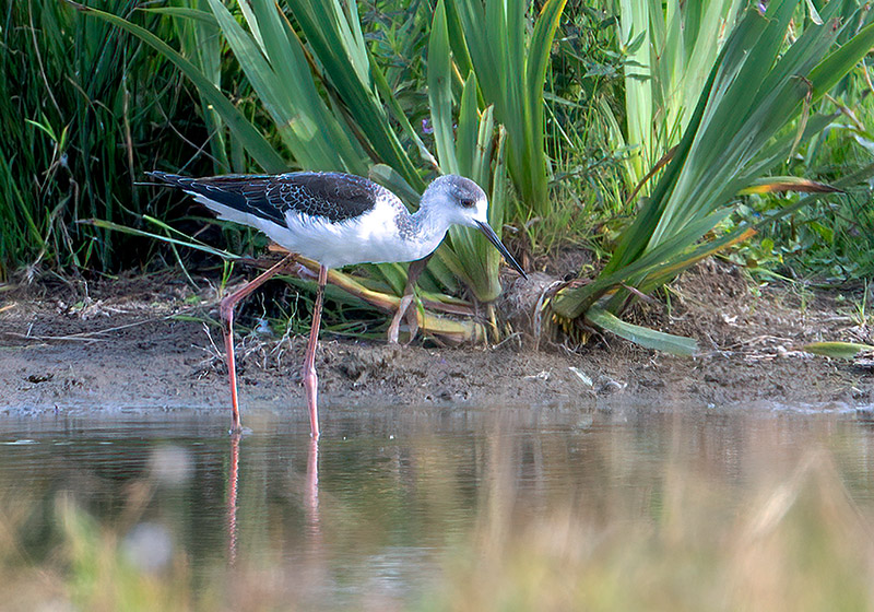 Black winged Stilt by Romano da Costa