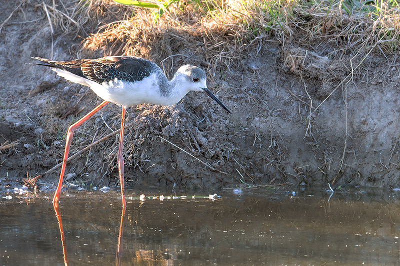 Black winged Stilt by Romano da Costa