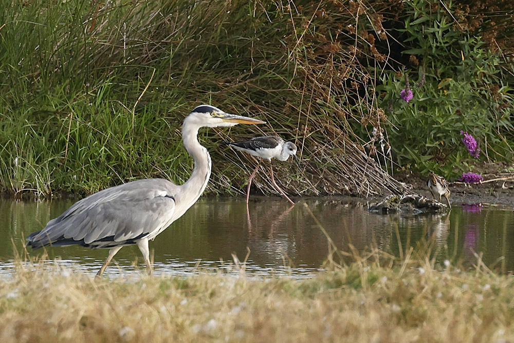 Black winged Stilt by Mick Dryden