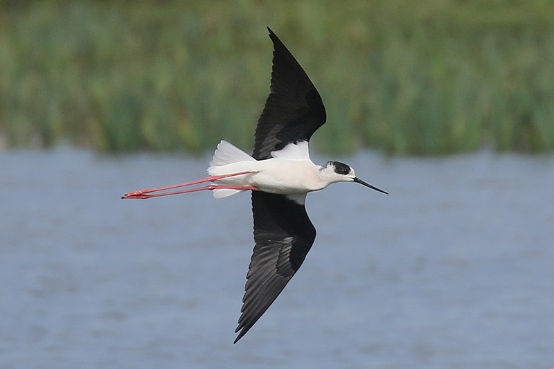 Black winged Stilt by Mick Dryden