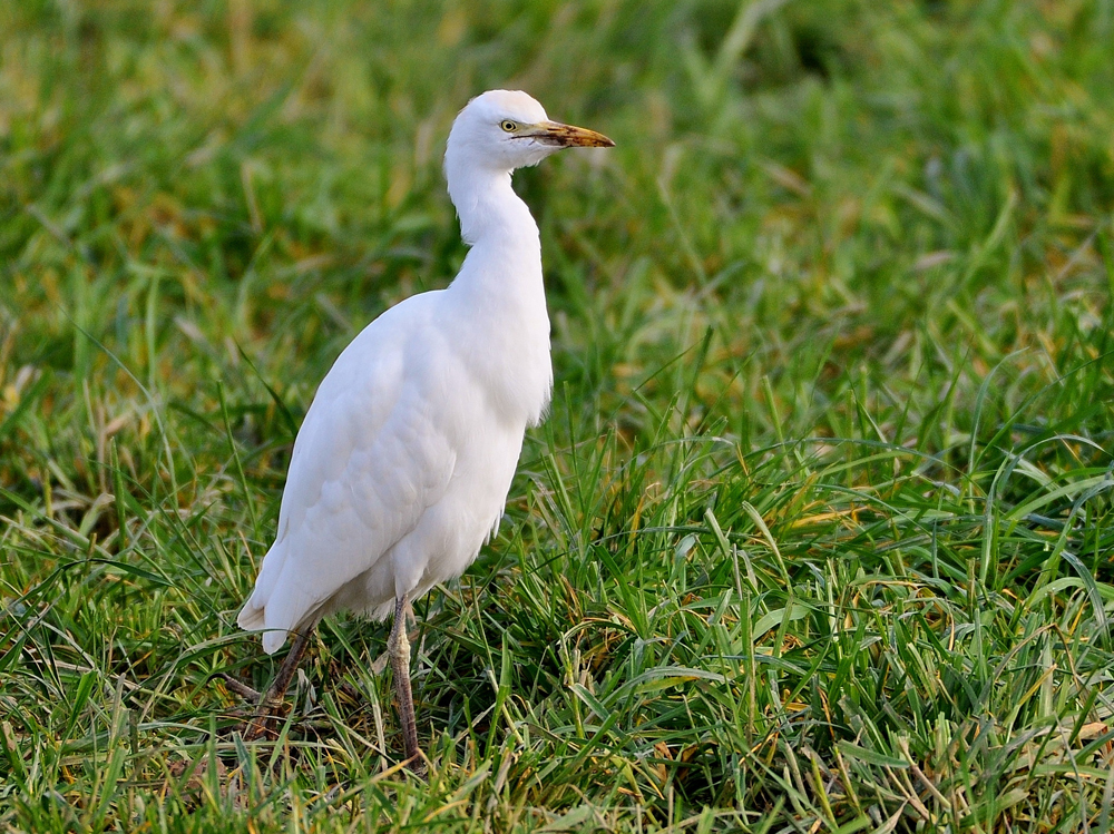 Cattle Egret by Alan Gicquel