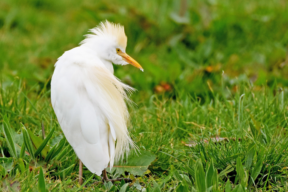 Cattle Egret by Alan Gicquel