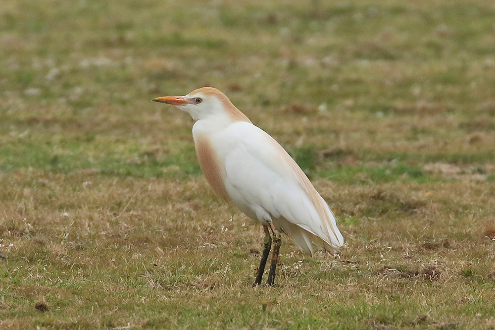 Cattle Egret by Mick Dryden