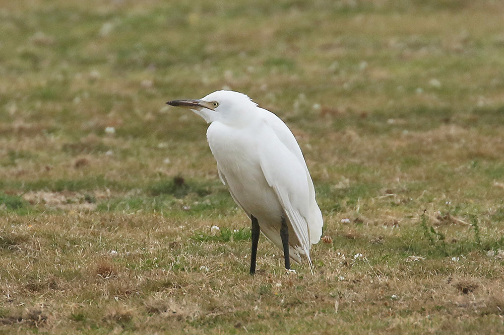 Cattle Egret by Mick Dryden