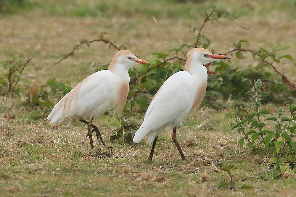 Cattle Egret by Mick Dryden