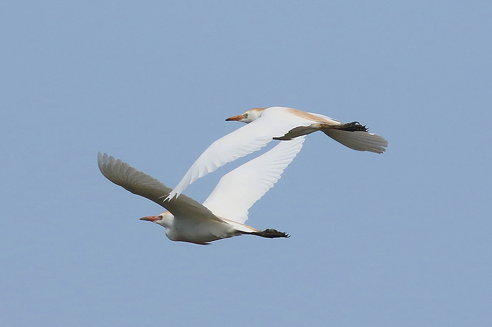 Cattle Egret by Mick Dryden