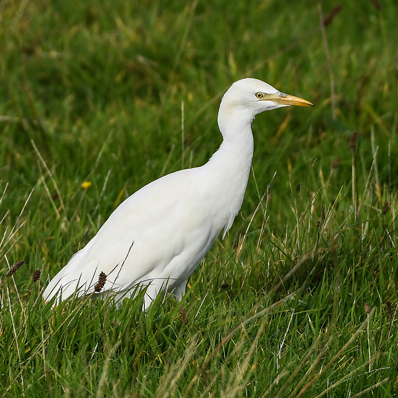 Cattle Egret by Stewart Logan