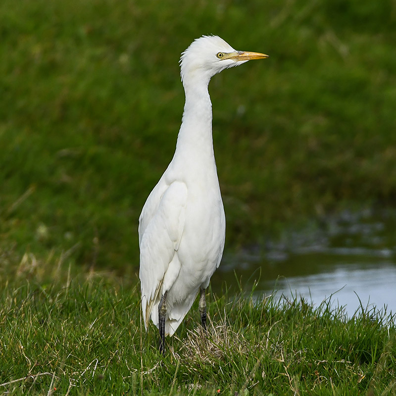 Cattle Egret by Stewart Logan