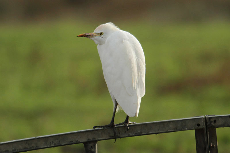 Cattle Egret by Mick Dryden