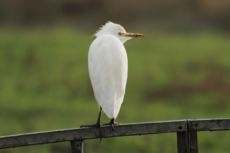 Cattle Egret by Mick Dryden