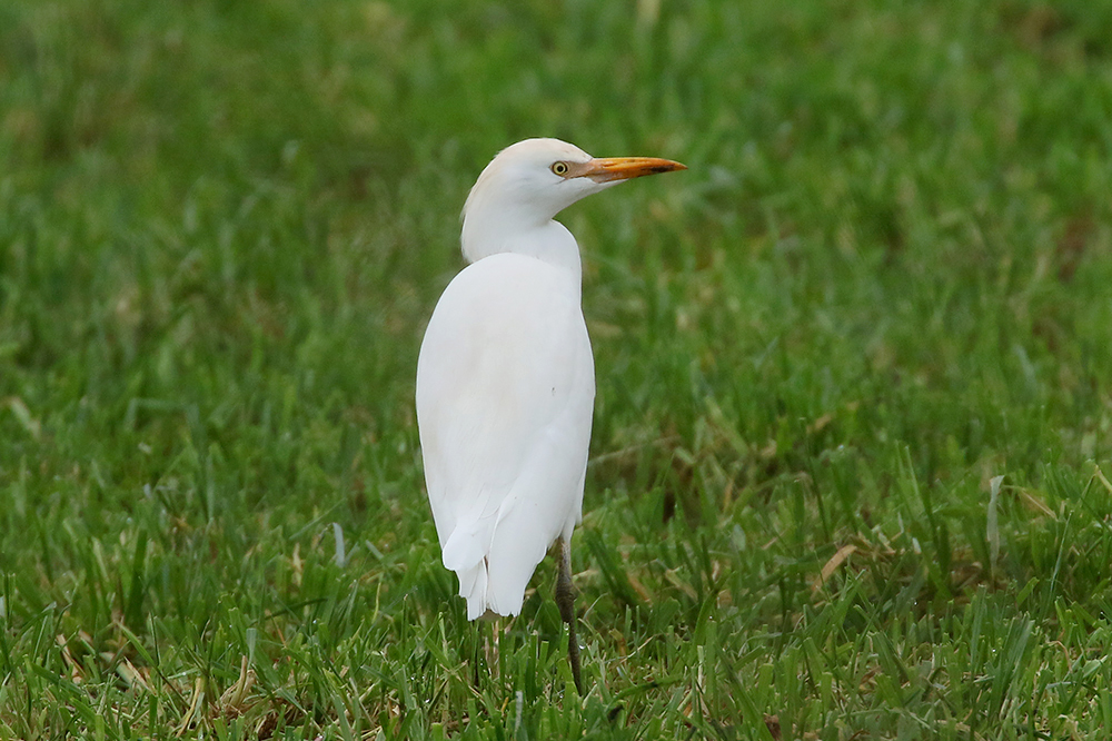 Cattle Egret by Mick Dryden