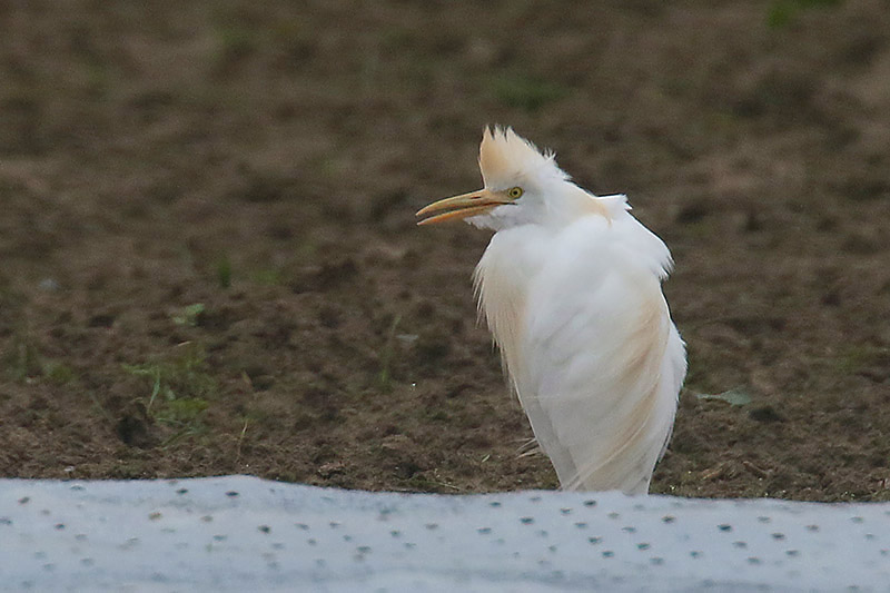 Cattle Egret by Mick Dryden