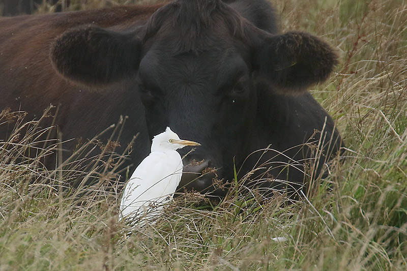 Cattle Egret by Mick Dryden