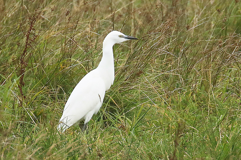 Cattle Egret by Mick Dryden