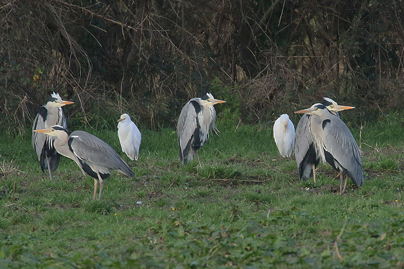 Cattle Egrets by Mick Dryden