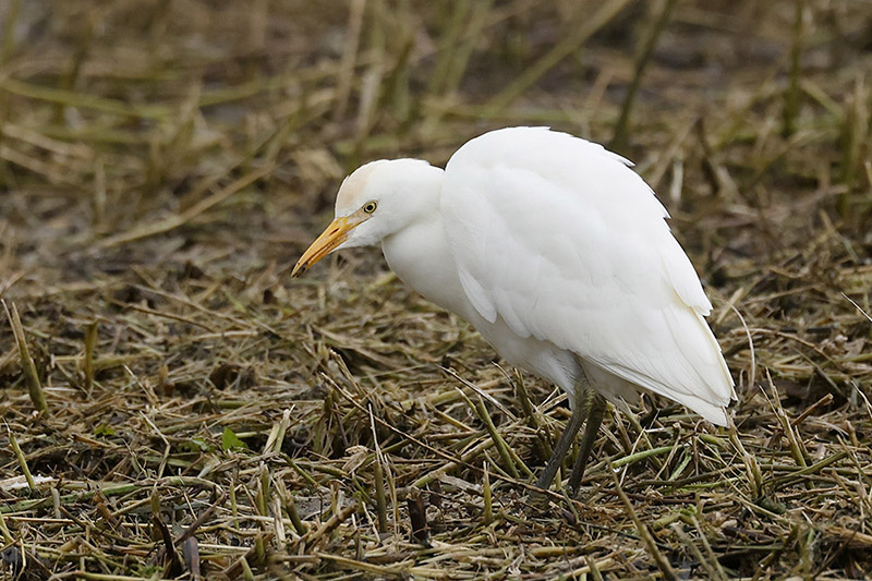 Cattle Egret by Mick Dryden