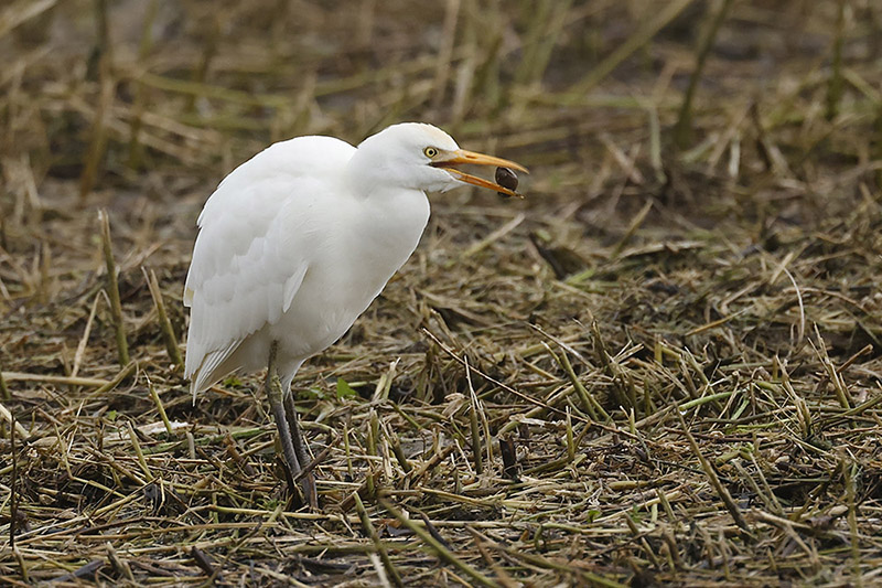 Cattle Egret by Mick Dryden