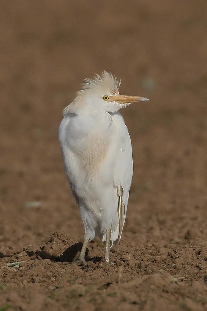 Cattle Egret by Mick Dryden