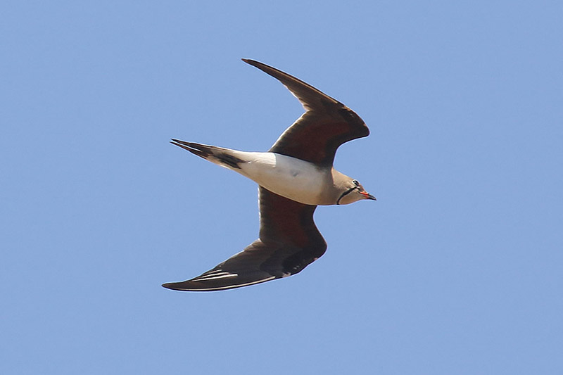 Collared Pratincole by Mick Dryden