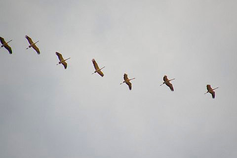 Common Cranes by Graham Robertson