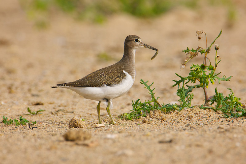 Common Sandpiper by Paul Marshall