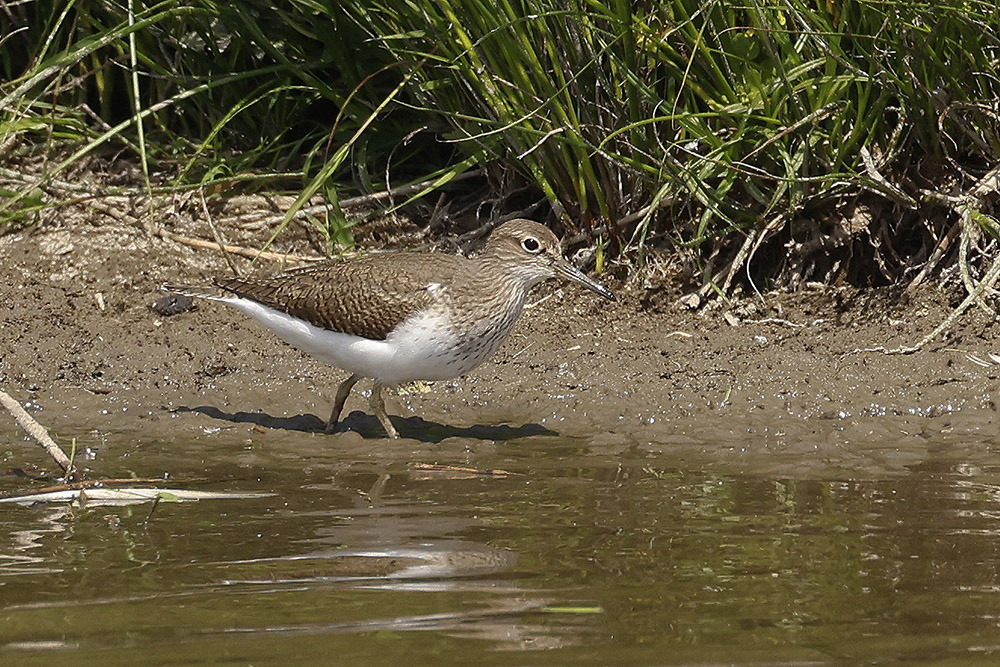 Common Sandpiper by Mick Dryden