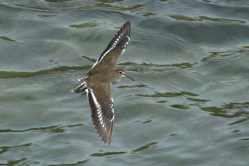 Common Sandpiper by Mick Dryden