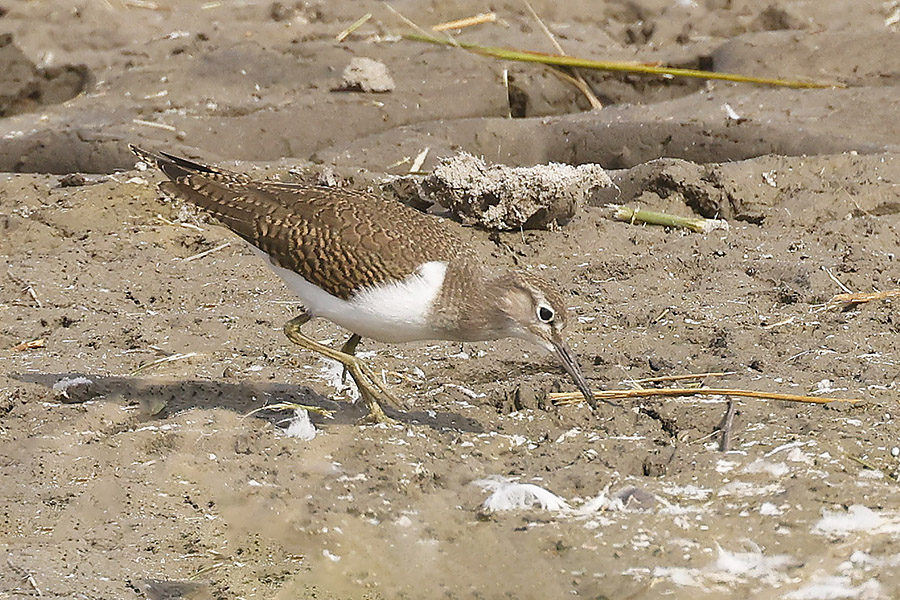 Common Sandpiper by Mick Dryden