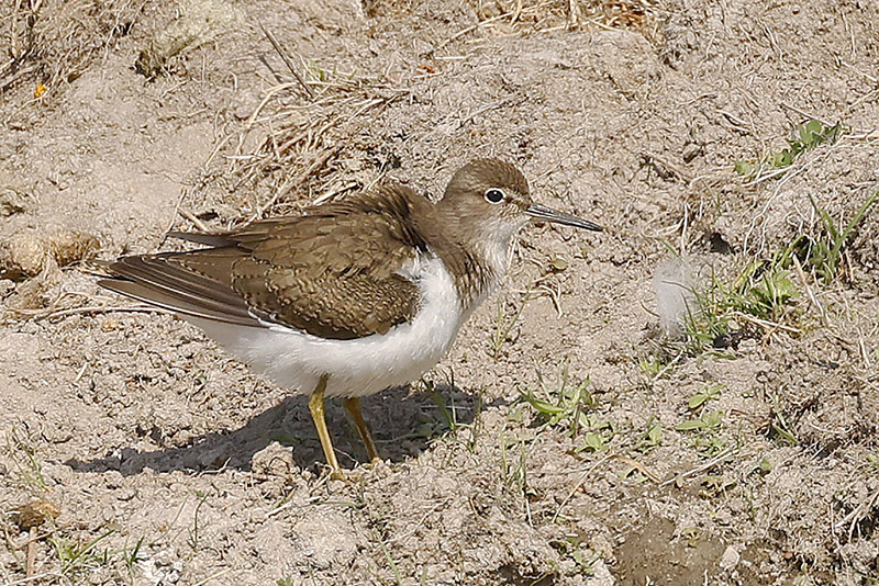 Common Sandpiper by Mick Dryden