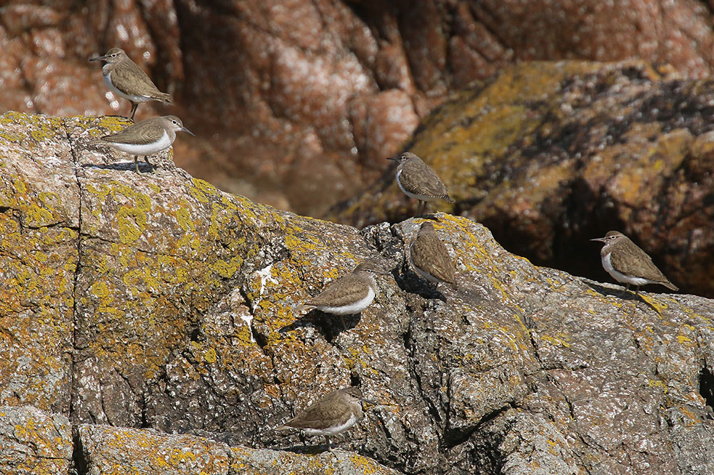 Common Sandpipers by Mick Dryden