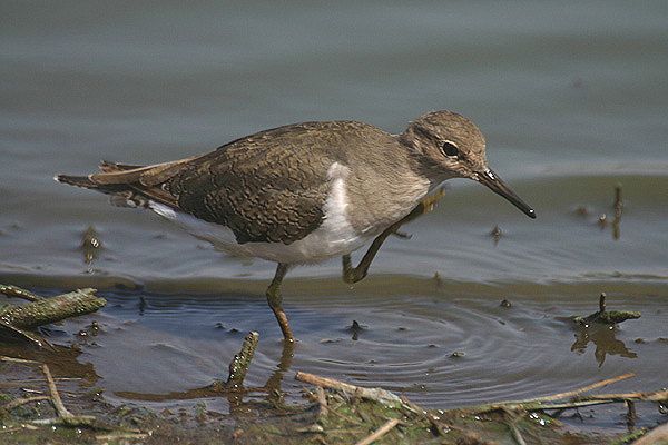 Common Sandpiper by Mick Dryden