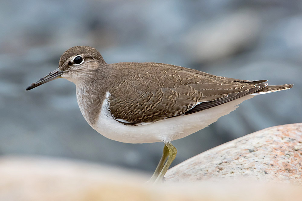 Common Sandpiper by Romano da Costa