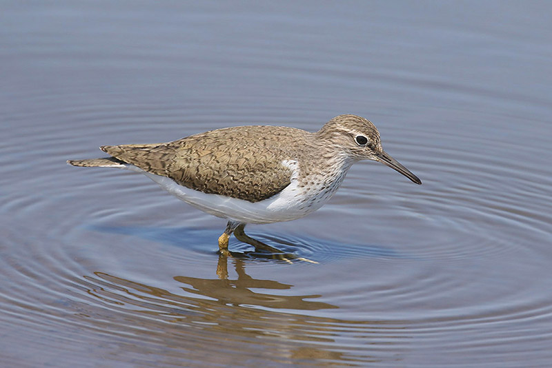 Common Sandpiper by Mick Dryden