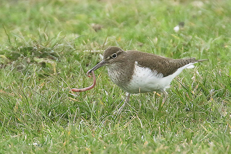 Common Sandpiper by Mick Dryden