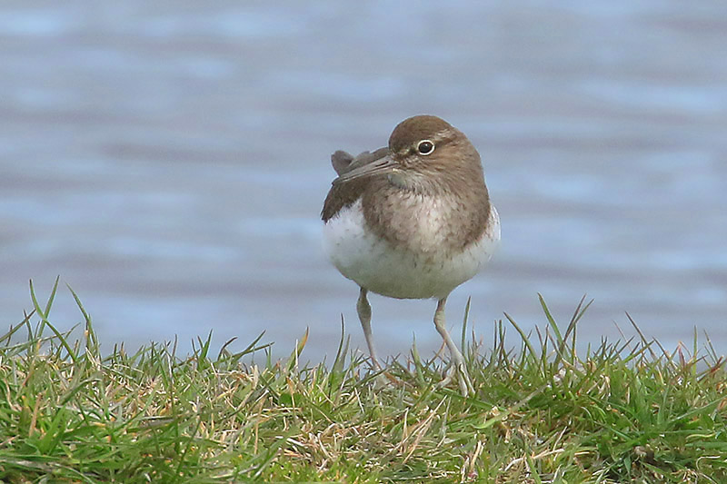 Common Sandpiper by Mick Dryden