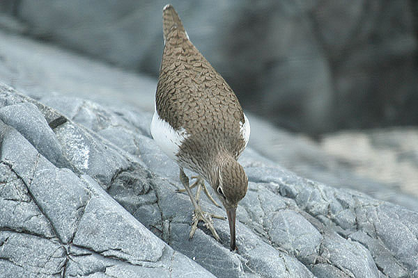 Common Sandpiper by Mick Dryden
