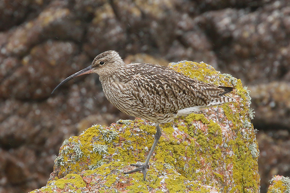 Curlew by Mick Dryden