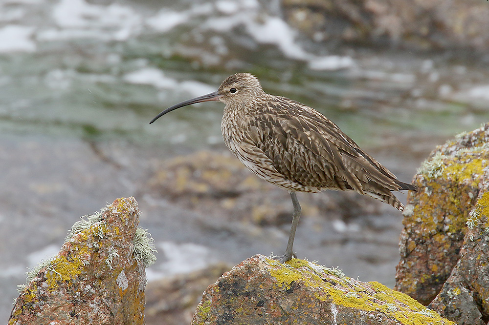 Curlew by Mick Dryden