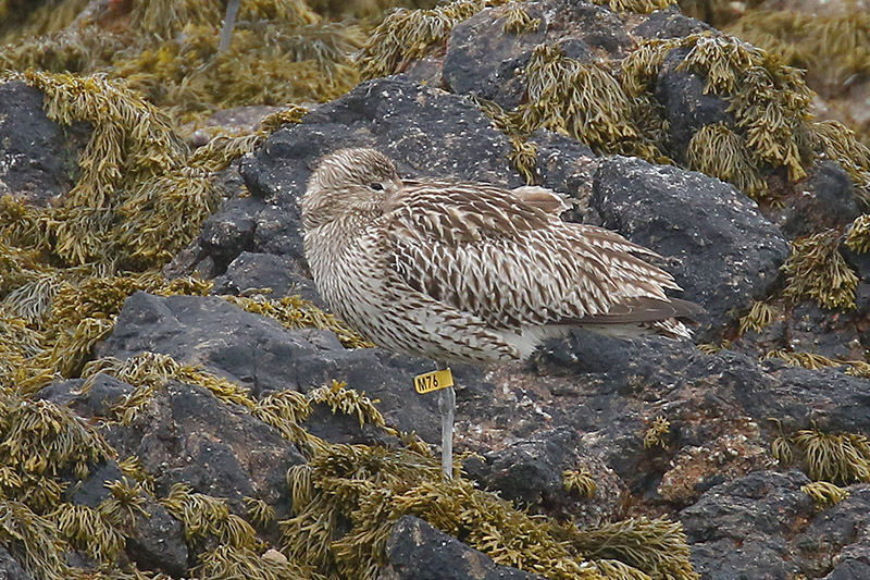 Curlew by Mick Dryden