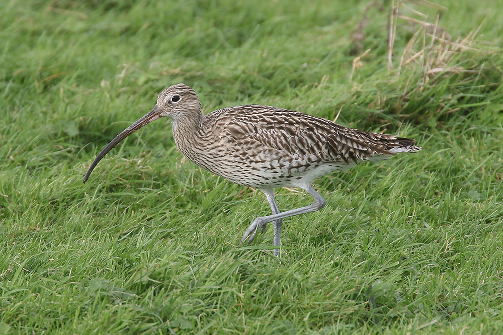 Curlew by Mick Dryden